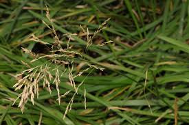 Attēlu rezultāti vaicājumam “Glyceria maxima”