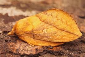 Attēlu rezultāti vaicājumam “Euthrix potatoria”