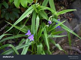 Attēlu rezultāti vaicājumam “Tradescantia virginiana flower”