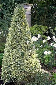 Attēlu rezultāti vaicājumam “Euonymus flower”