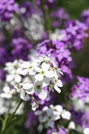 Image result for Hesperis matronalis