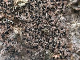 Attēlu rezultāti vaicājumam “Opegrapha rufescens”