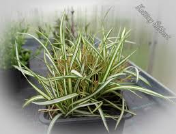 Attēlu rezultāti vaicājumam “Carex ornithopoda”