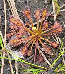 Attēlu rezultāti vaicājumam “Drosera intermedia”