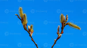 Attēlu rezultāti vaicājumam “Salix caprea bud”