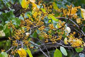 Attēlu rezultāti vaicājumam “Celastrus flagellaris”