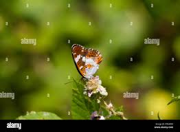 Attēlu rezultāti vaicājumam “Limenitis camilla”