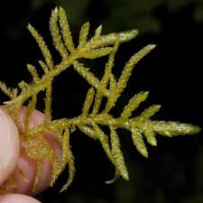 Attēlu rezultāti vaicājumam “Pseudoscleropodium purum”