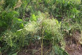 Attēlu rezultāti vaicājumam “Armoracia rusticana bud”