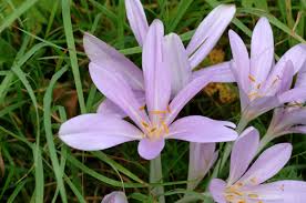 Image result for Herbstzeitlose