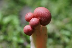 Attēlu rezultāti vaicājumam “Lycogala botrydium sessile”