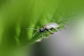 Attēlu rezultāti vaicājumam “Lochmaea caprea”