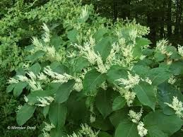 Attēlu rezultāti vaicājumam “Reynoutria sachalinensis”