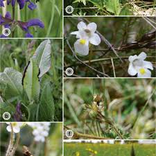 Attēlu rezultāti vaicājumam “Microbotryum tragopogonis - pratensis”