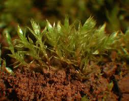 Attēlu rezultāti vaicājumam “Bryum neodamense”