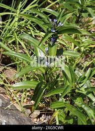 Attēlu rezultāti vaicājumam “Gentiana cruciata bud”