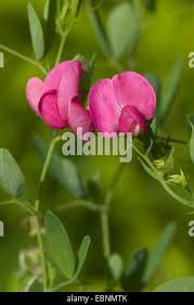 Attēlu rezultāti vaicājumam “Lathyrus tuberosus bud”