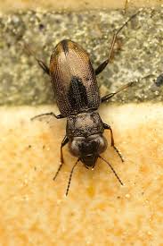 Attēlu rezultāti vaicājumam “Notiophilus biguttatus”