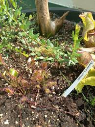 Attēlu rezultāti vaicājumam “Drosera x obovata”