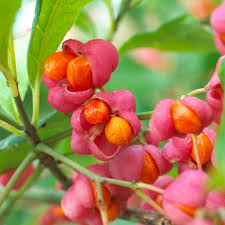 Attēlu rezultāti vaicājumam “Euonymus europaeus fruit”