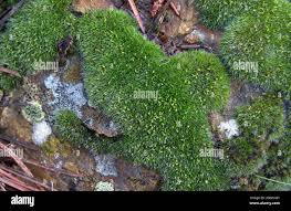 Attēlu rezultāti vaicājumam “Grimmia pulvinata sporophyte”