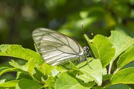 Attēlu rezultāti vaicājumam “Aporia crataegi upperside”