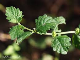 Attēlu rezultāti vaicājumam “Lycopus europaeus leaf”