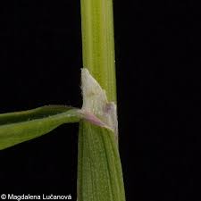 Attēlu rezultāti vaicājumam “Poa humilis”