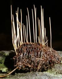 Attēlu rezultāti vaicājumam “Macrotyphula juncea”