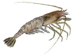 Attēlu rezultāti vaicājumam “Crangon crangon”