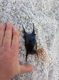 Image result for Raja undulata