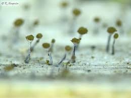 Attēlu rezultāti vaicājumam “Chaenotheca stemonea”