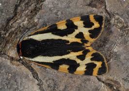 Attēlu rezultāti vaicājumam “Parasemia plantaginis female”