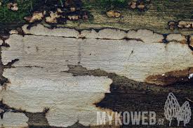 Attēlu rezultāti vaicājumam “Cystostereum murrayi”