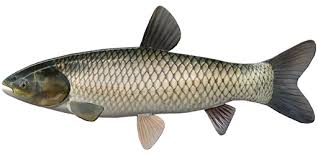 Image result for Ctenopharyngodon idella