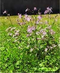 Image result for Lychnis flos-cuculi