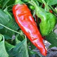 Afbeeldingsresultaat voor numex sandia hot pepper