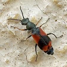 Attēlu rezultāti vaicājumam “Anthocomus fasciatus”