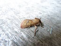 Attēlu rezultāti vaicājumam “Hepialus sylvina”