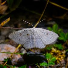 Attēlu rezultāti vaicājumam “Cyclophora pendularia”