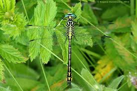 Attēlu rezultāti vaicājumam “Gomphus flavipes”