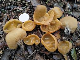 Attēlu rezultāti vaicājumam “Sowerbyella radiculata”