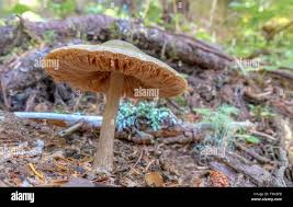 Attēlu rezultāti vaicājumam “Clavulinopsis cinerioides”