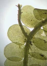 Attēlu rezultāti vaicājumam “Odontoschisma sphagni”