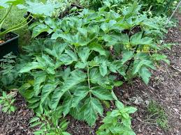 Attēlu rezultāti vaicājumam “Angelica archangelica leaf”
