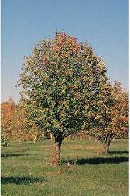 Attēlu rezultāti vaicājumam “Sorbus aucuparia”