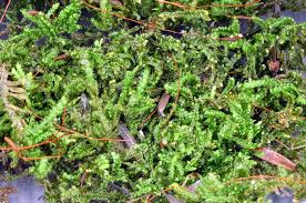 Attēlu rezultāti vaicājumam “Hypnum”