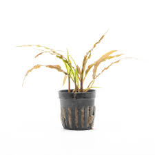 Attēlu rezultāti vaicājumam “Cribraria costata stalked”