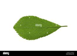 Attēlu rezultāti vaicājumam “Prunus spinosa leaf”