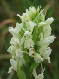 Attēlu rezultāti vaicājumam “Dactylorhiza ochroleuca leaf”